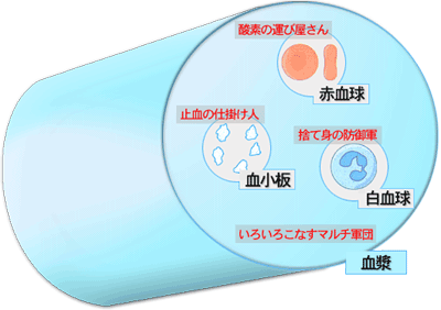 各血液成分の働き