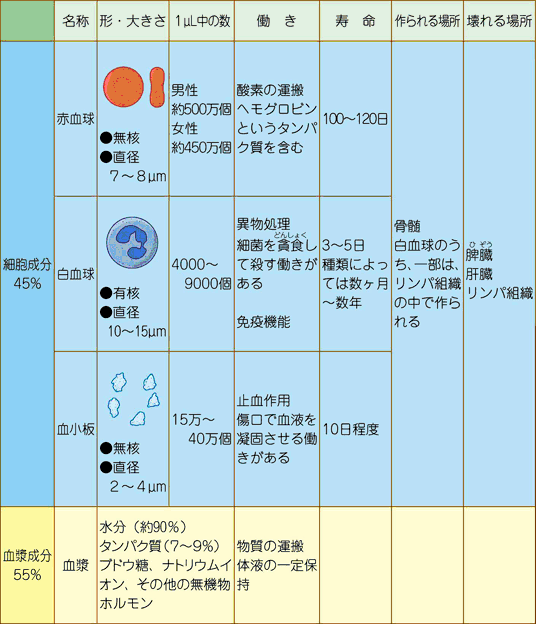 血液成分について