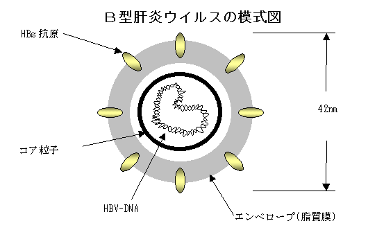 B型肝炎ウィルスの模式図