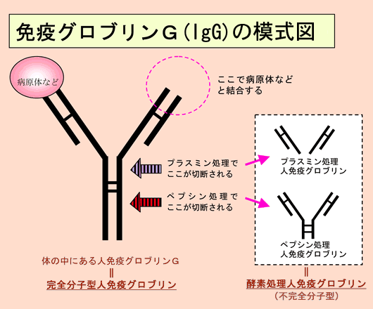 免疫グロブリンＧ（ｌｇＧ）の模式図