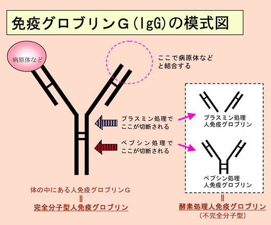 完全分子型静注用グロブリン製剤