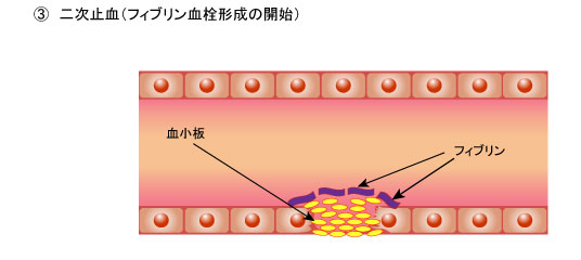 ３．二次止血（フィブリン血栓形成の開始）