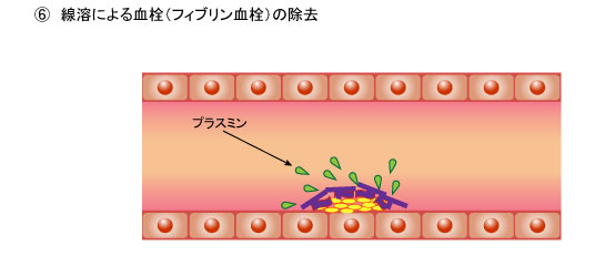 出血から血管の修復まで 一般社団法人日本血液製剤協会