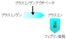 【プラスミンによるフィブリン血栓の溶解】