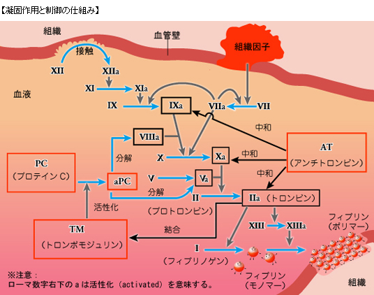 凝固作用と制御の仕組み