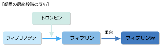 凝固の最終段階の反応