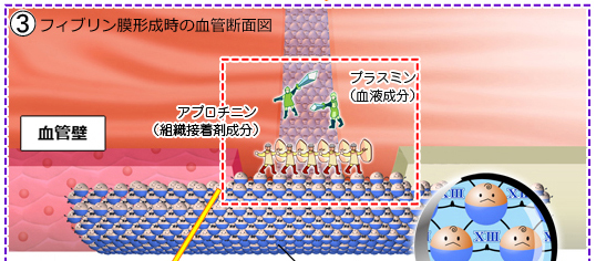 組織接着剤の仕組み（図解）