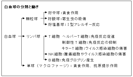 白血球の分類と働き