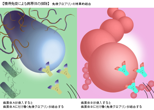 グロブリンの特異的結合による中和