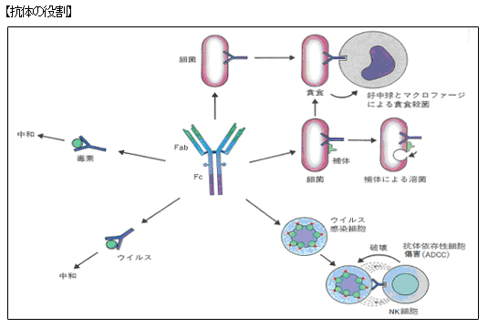 抗体の役割