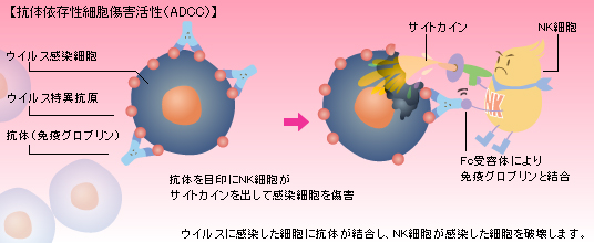 抗体とリンパ球によるウィルス感染細胞の排除