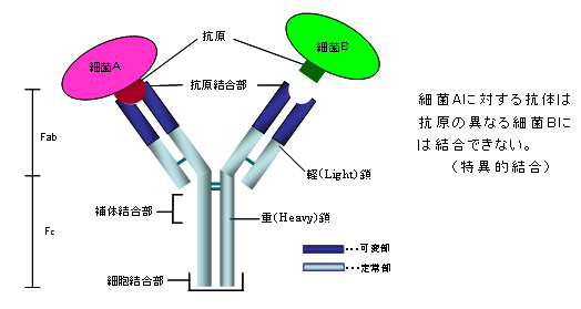 グロブリンの構造と機能