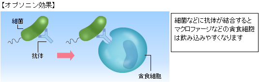 オプソニン効果