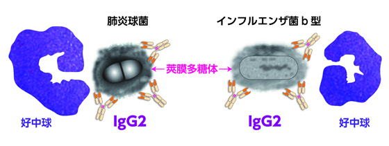 【図-1：IgG2の莢膜】