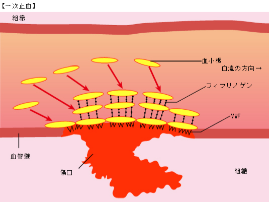 カスケード 凝固 凝固・線溶系